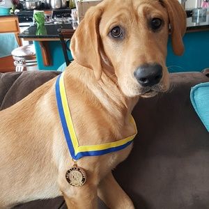 Meet your Posher, BINGO MY FAVORITE DOG